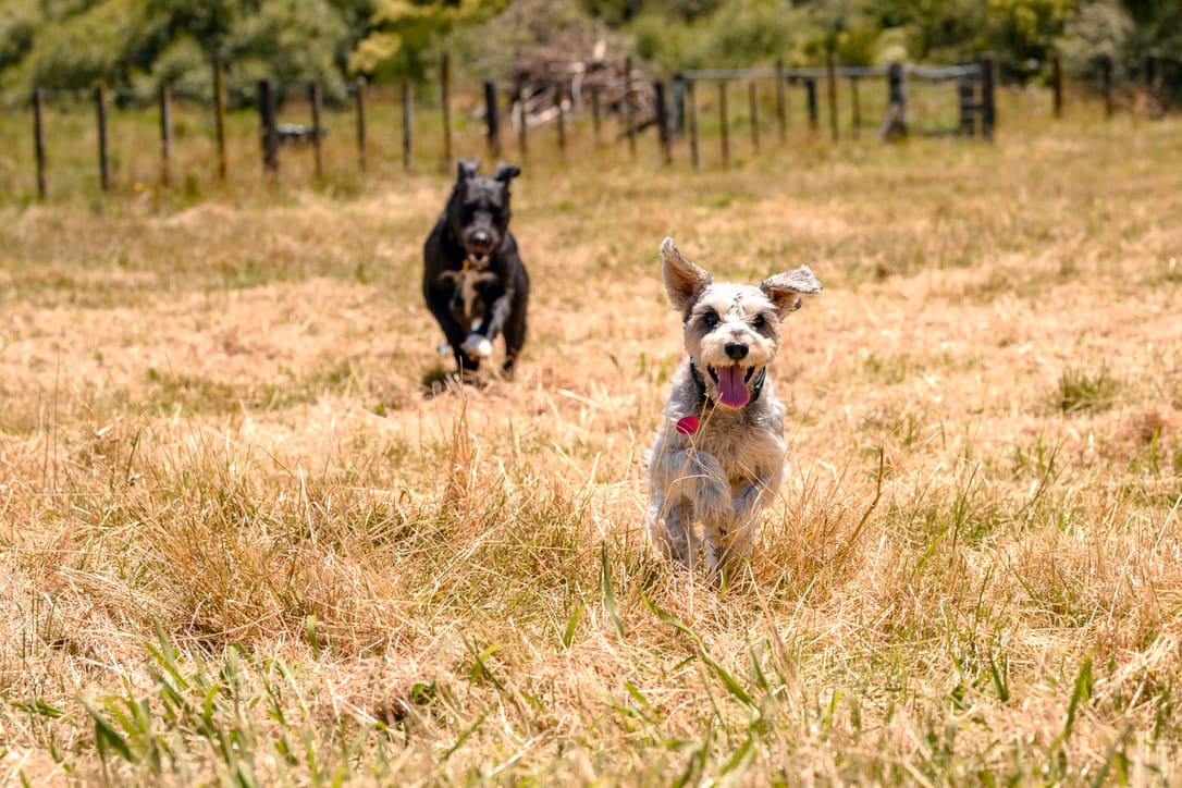 8805c3fa9f7f77e60437da91d9f93aeee43e0cd8 2 dogs running towards camera