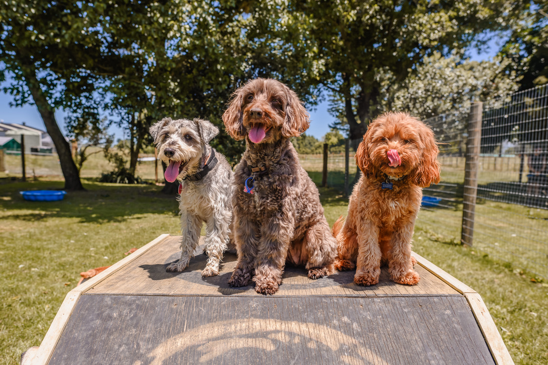 3 dogs sitting