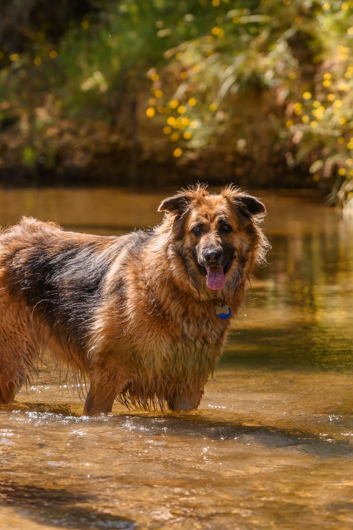919a2ac88b8a178321c6de578d8538b1ced66b33 Dog in the water