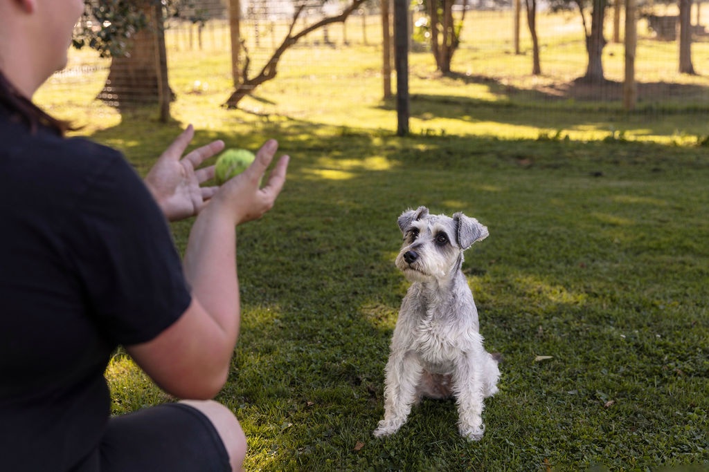 Image of 3 Dogs