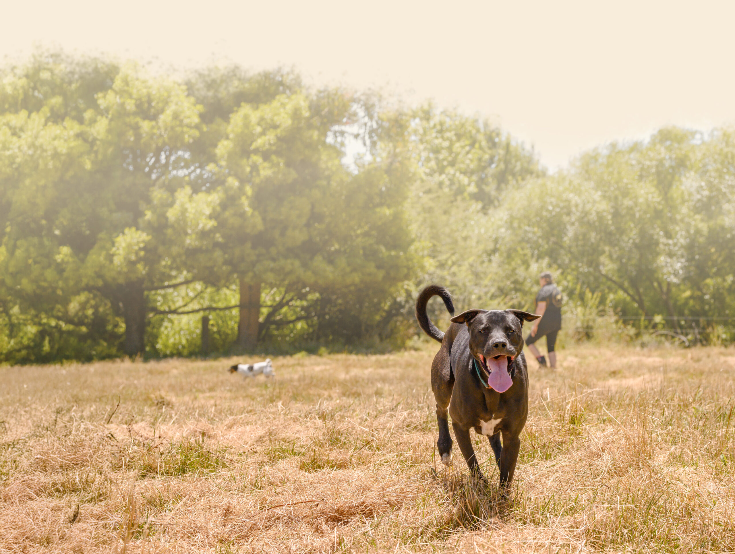 Dogs running on yard