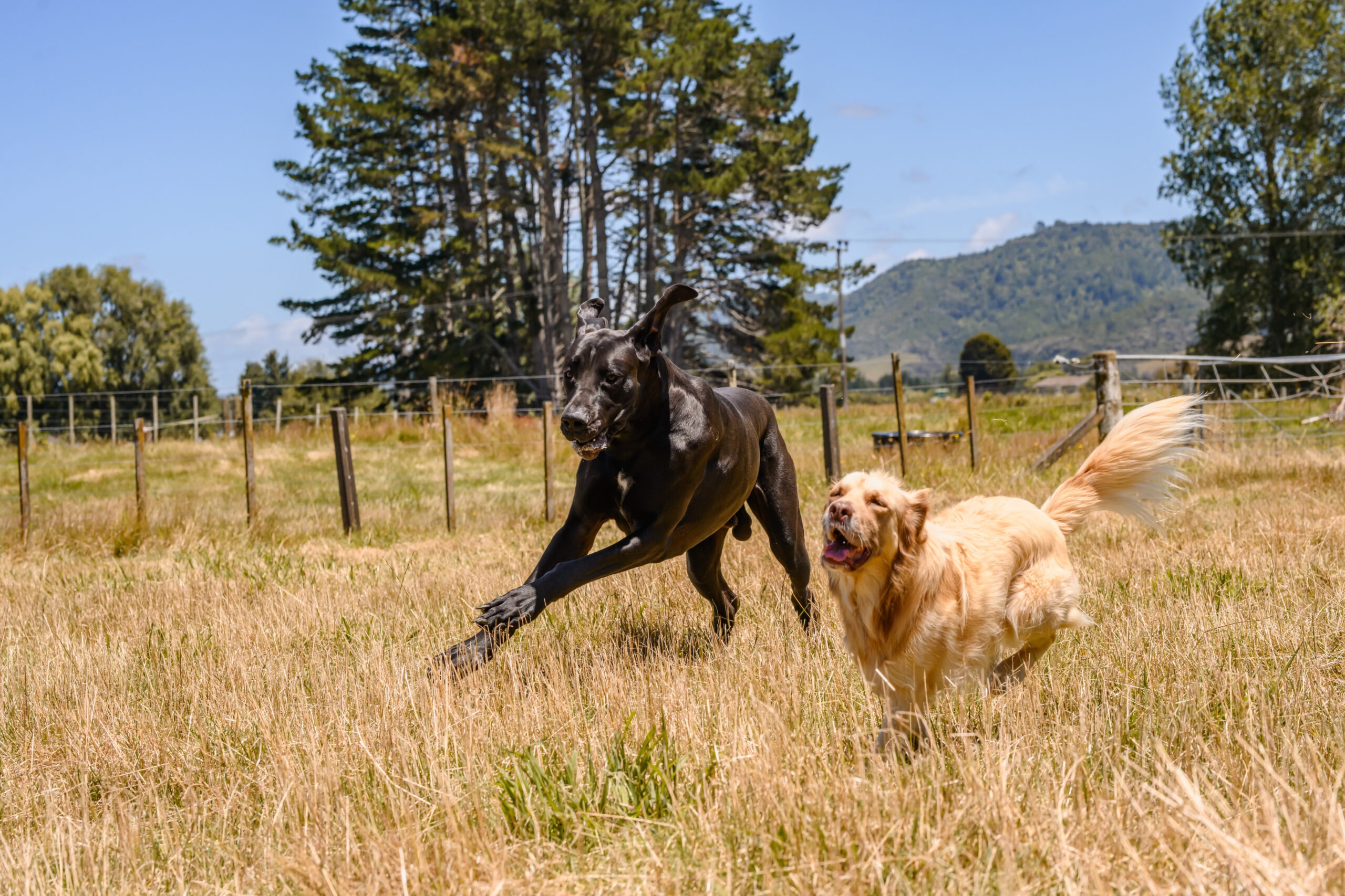 pricing01 2 dogs running towards camera